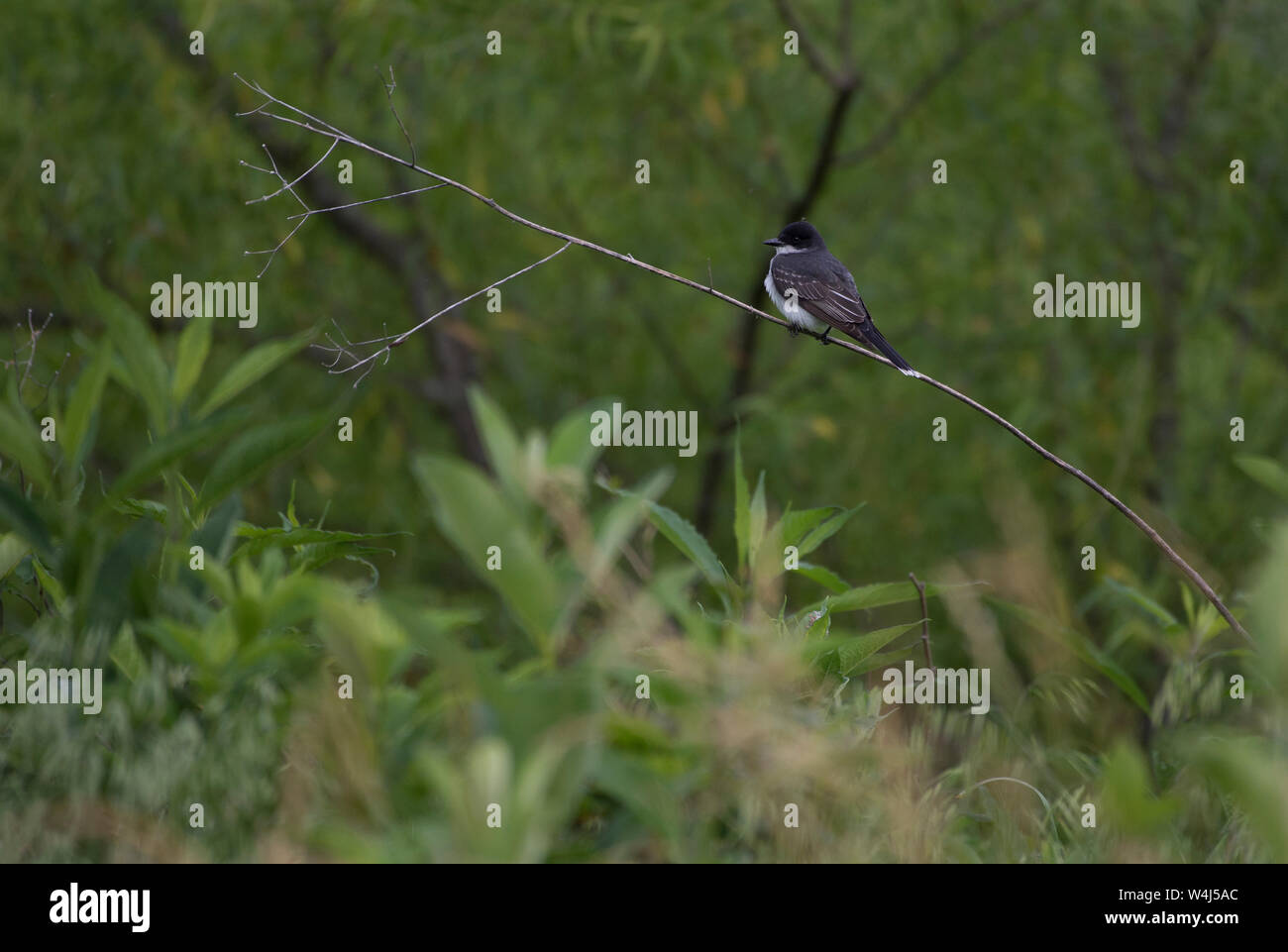 Stati Uniti - Giugno 12, 2019: Il Kingbird orientale visto qui lungo La Trappe Road è un robusto, medie songbird con una testa grande, la postura eretta, Foto Stock