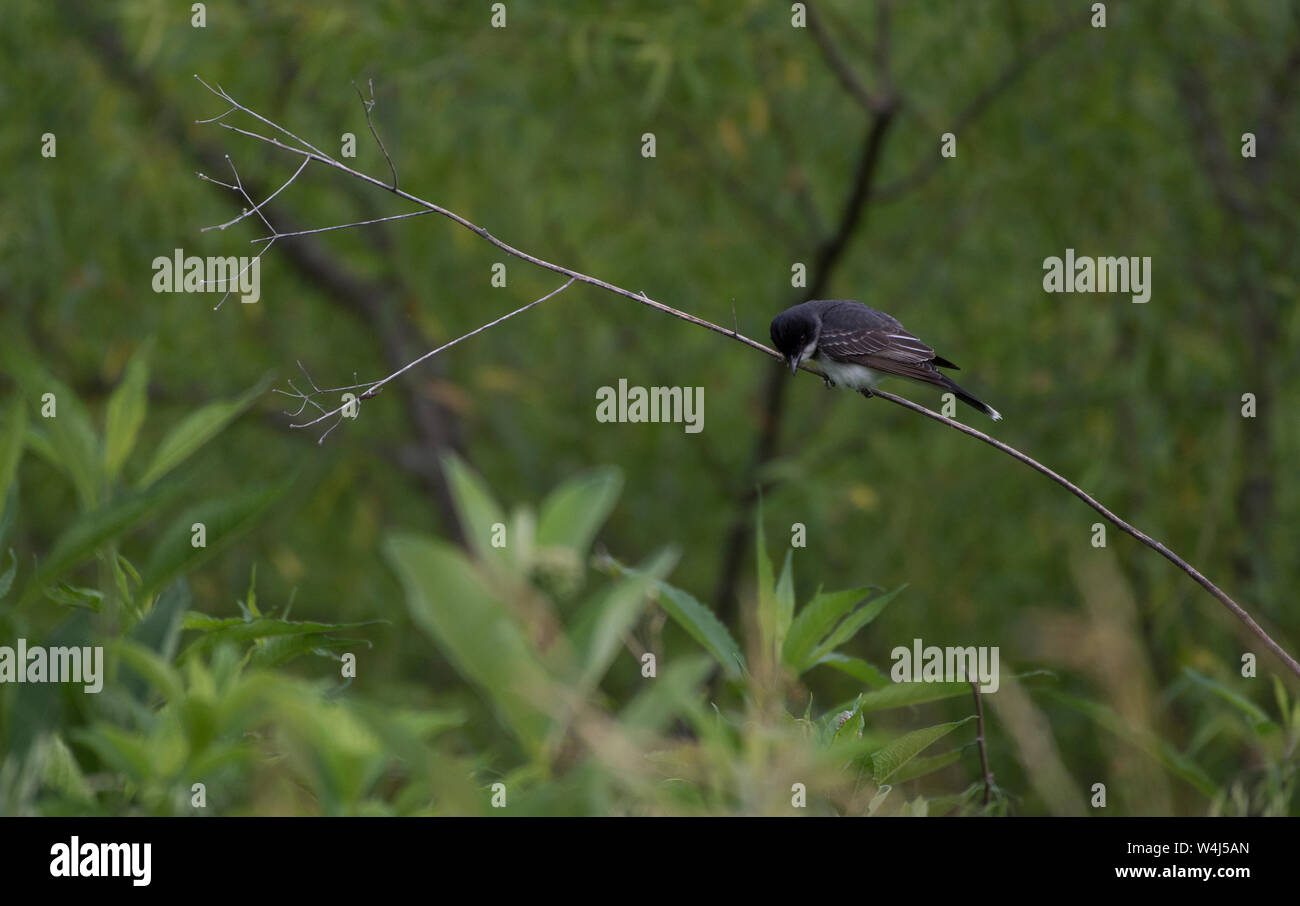 Stati Uniti - Giugno 12, 2019: Il Kingbird orientale visto qui lungo La Trappe Road è un robusto, medie songbird con una testa grande, la postura eretta, Foto Stock
