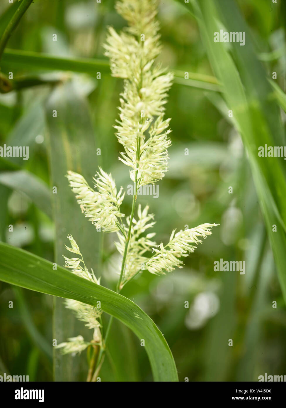 Close-up di erba natura astratta di chiarezza Foto Stock