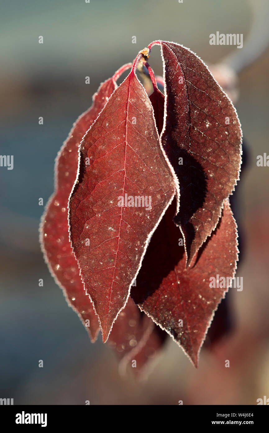 Foglie rosse in autunno Chokecherry albero in Alaska Foto Stock