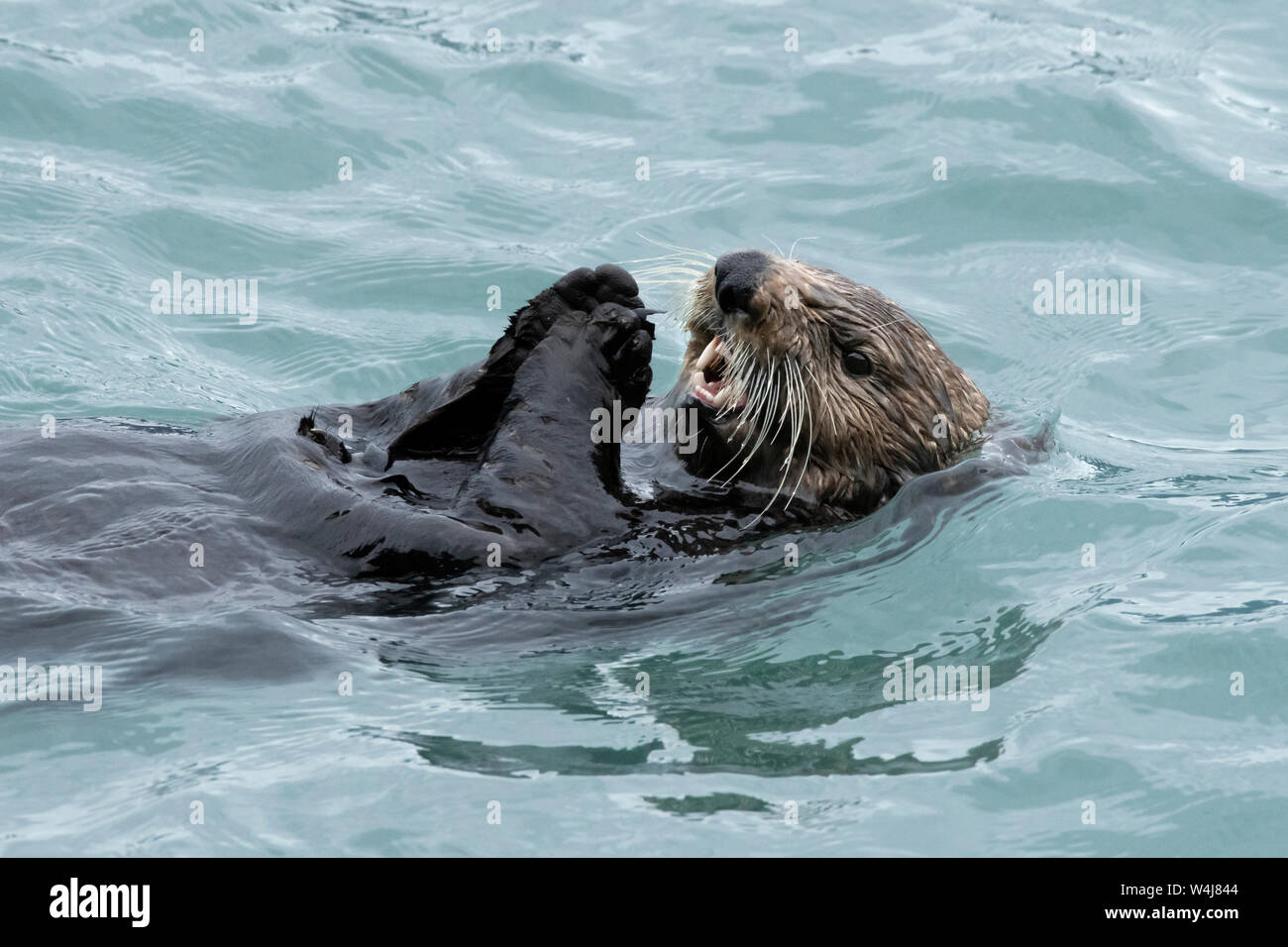 Nord America; Stati Uniti; Alaska; risurrezione Bay; mammiferi marini; Sea Otter; Enhydra lutris; mangiare cozze Foto Stock
