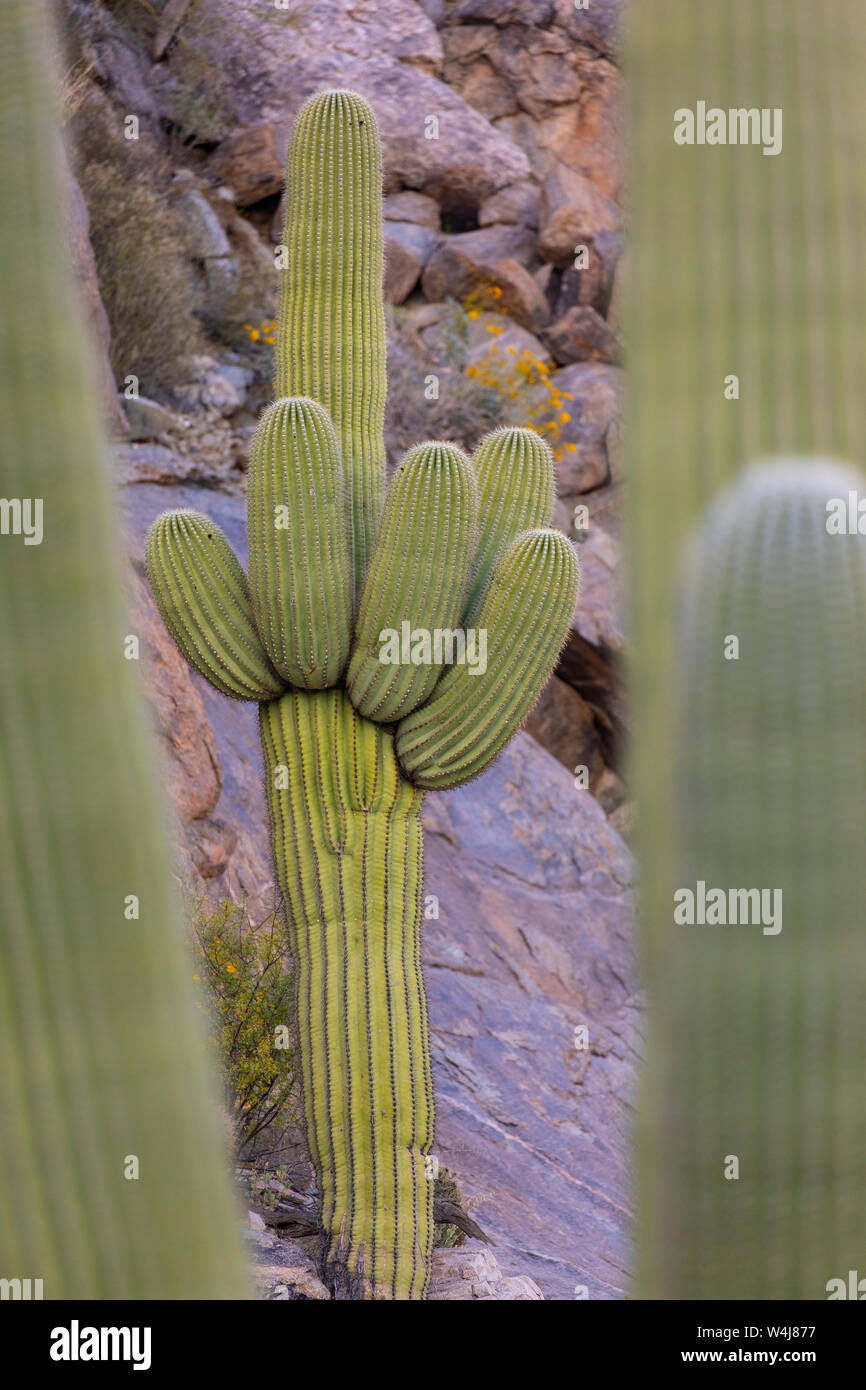 Cactus Saguaro, Marana, nei pressi di Tucson, Arizona. Foto Stock