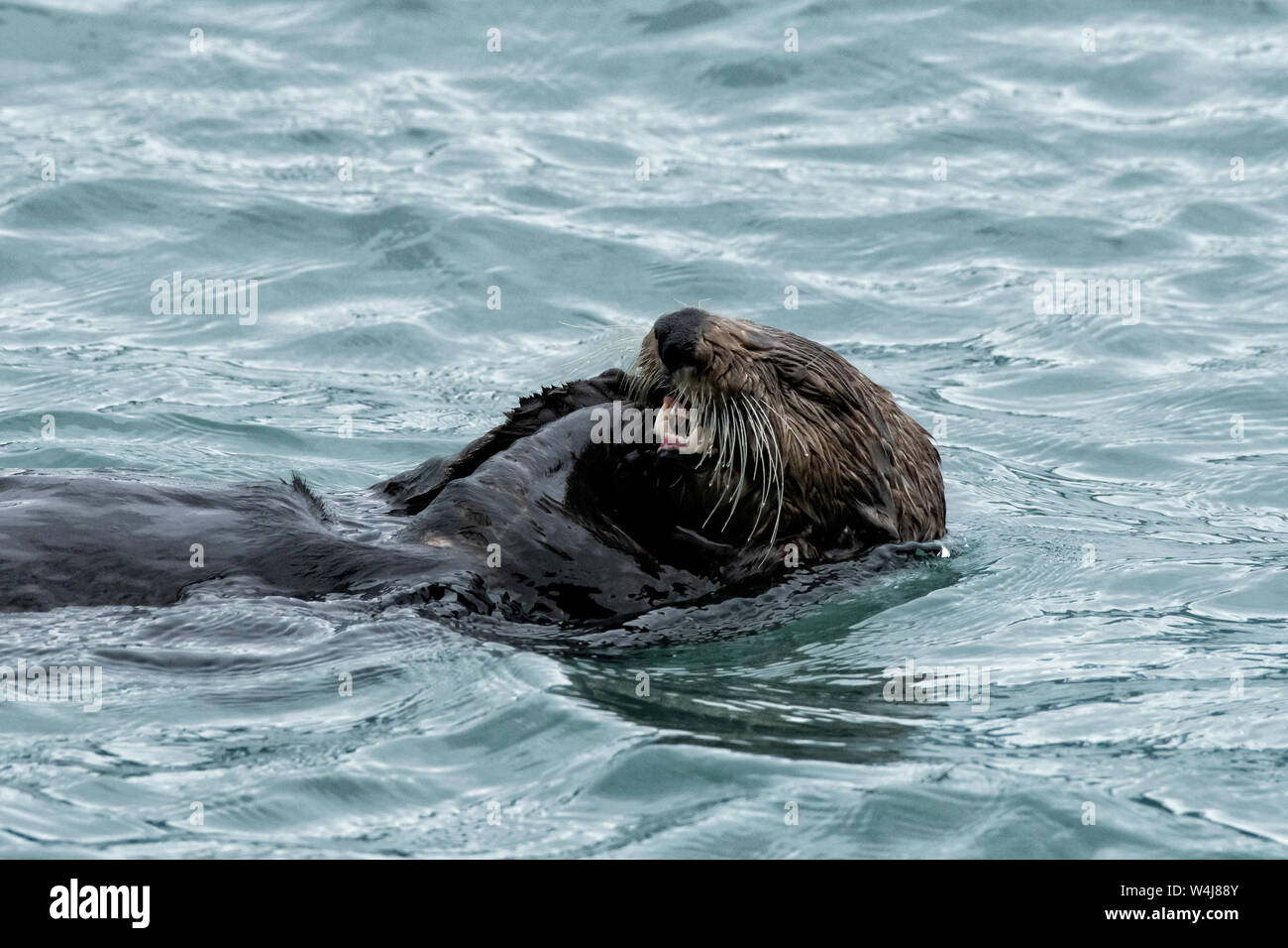 Nord America; Stati Uniti; Alaska; risurrezione Bay; mammiferi marini; Sea Otter; Enhydra lutris; mangiare cozze Foto Stock