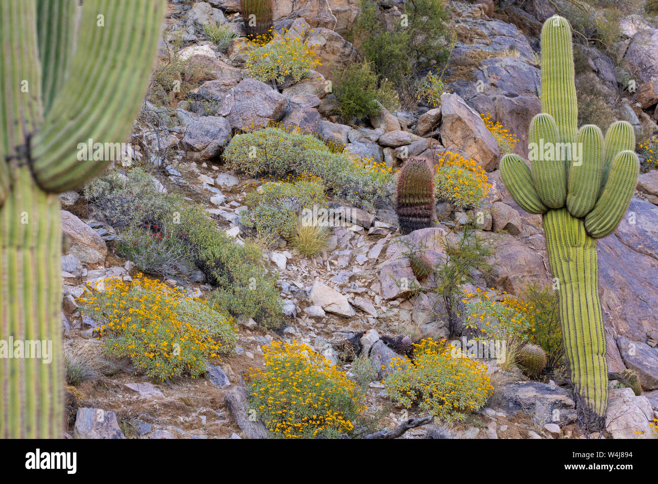 Cactus Saguaro, Marana, nei pressi di Tucson, Arizona. Foto Stock