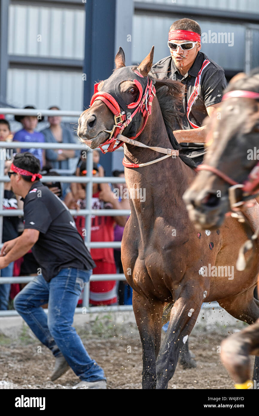 Kainai Indian Relay (cavallo) Race a Standoff , Alberta Canada Foto Stock