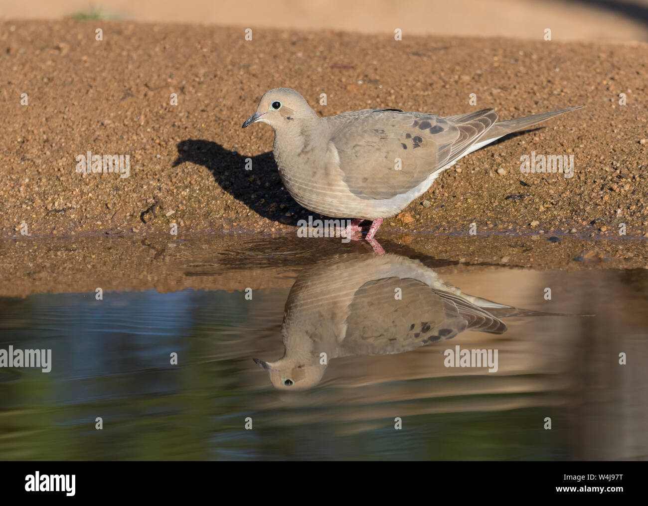 Una dove in lutto in Arizona Foto Stock