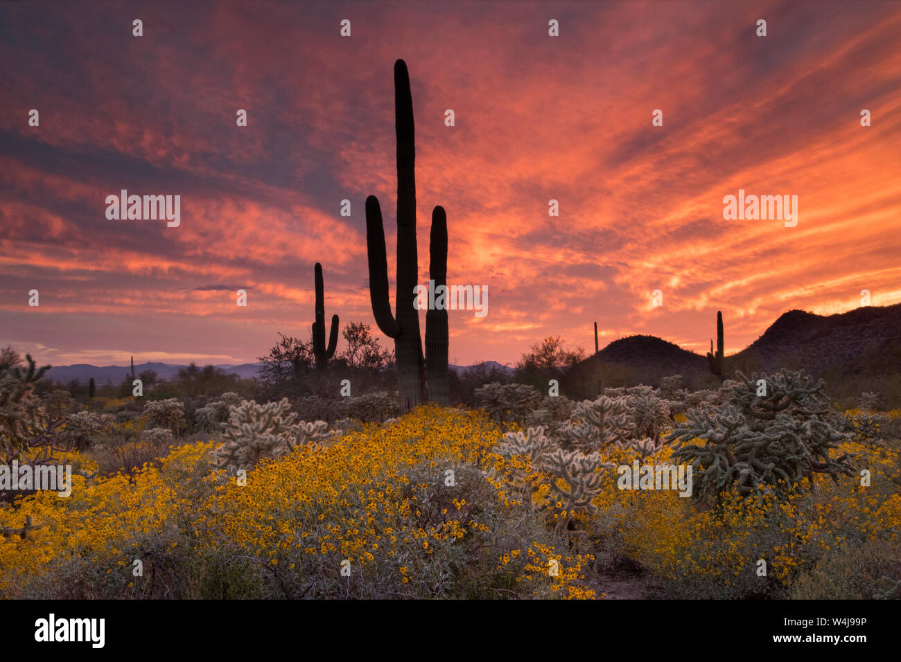 Deserto Sonoran tramonto, Arizona. Foto Stock