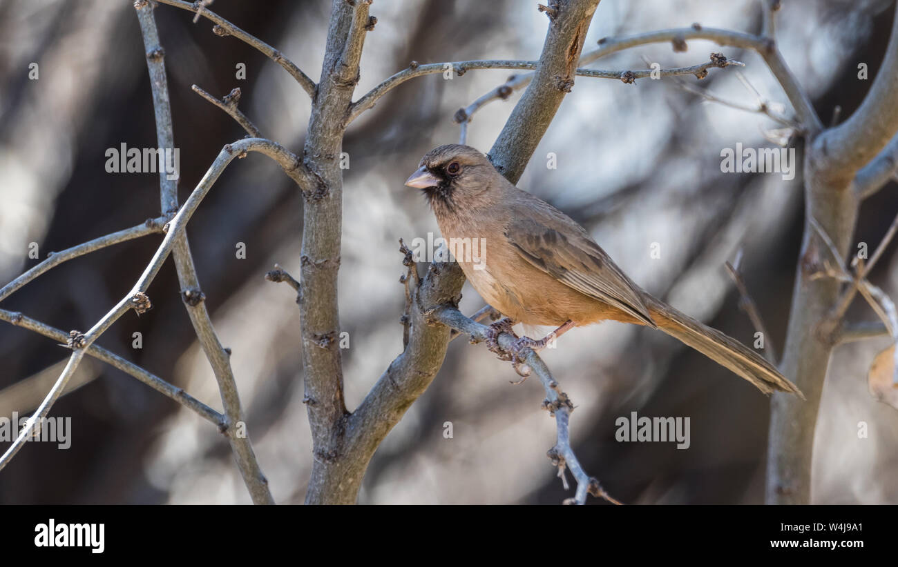 I fratelli Red Fox giocano e sembrano vicini Foto Stock