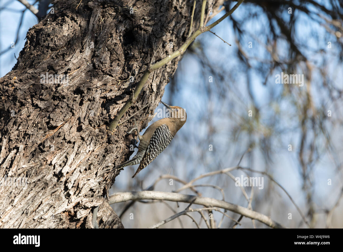 Una femmina Gila Woodpecker in Arizona Foto Stock
