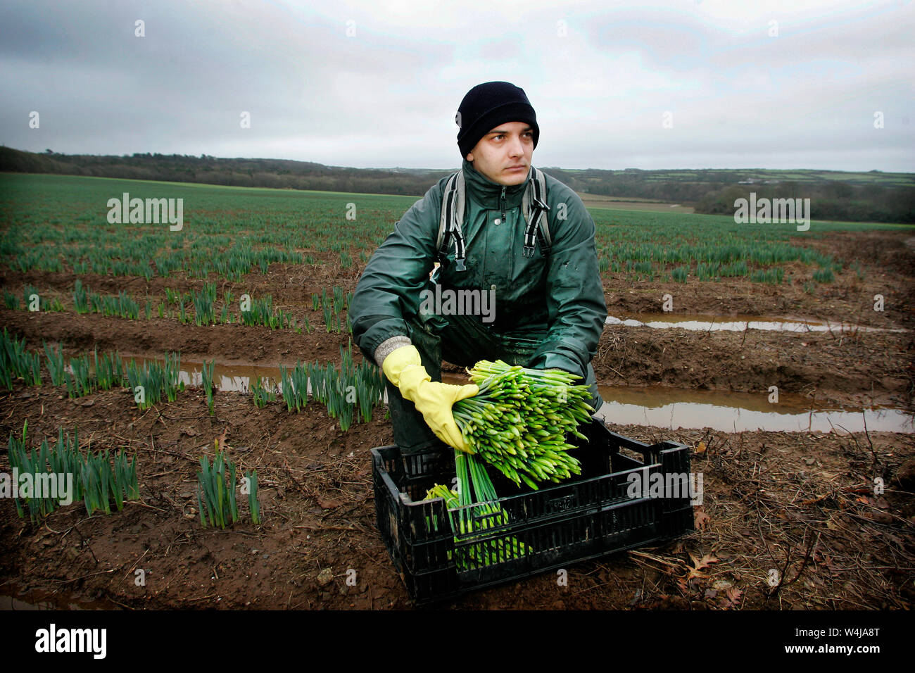 05.01.2006 - Daffodil picker a Pendarves Farm nel West Cornwall, Regno Unito. Foto Stock