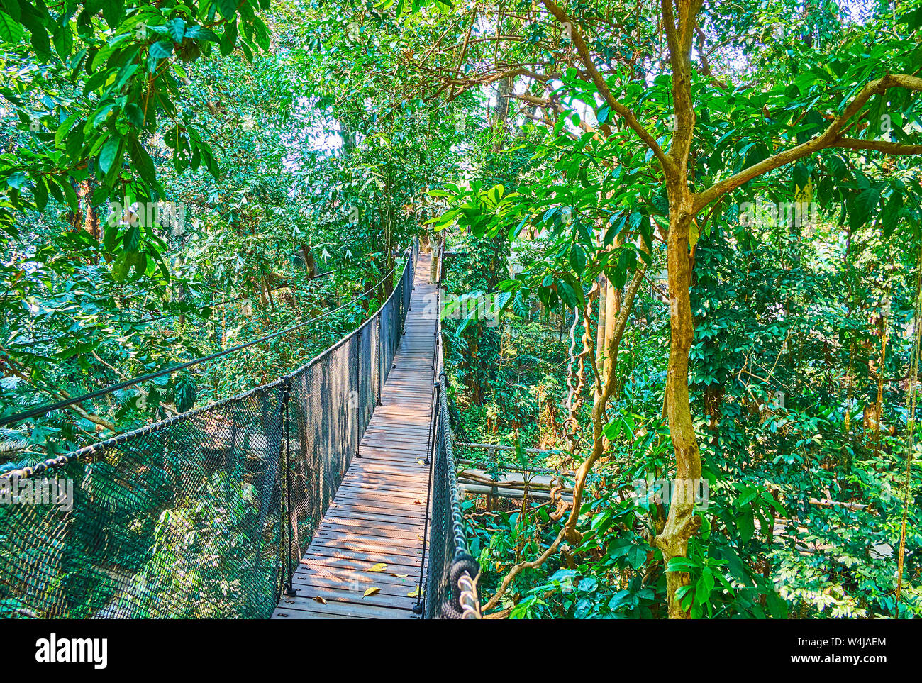 Godetevi tour estremi, passeggiate lungo la corda appesa bridge nella foresta tropicale del Tree Top Walk, Mae Fah Luang giardino, Doi Tung, Chiang Rai, Thailandia Foto Stock