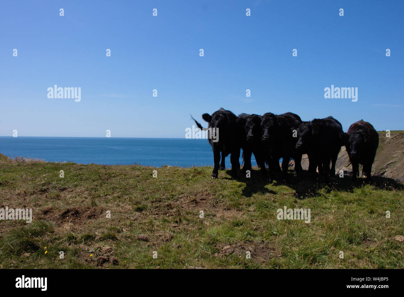 Bestiame nero in posa su una scogliera in Pembrokeshire Coast National Park. Galles del Sud. Foto Stock