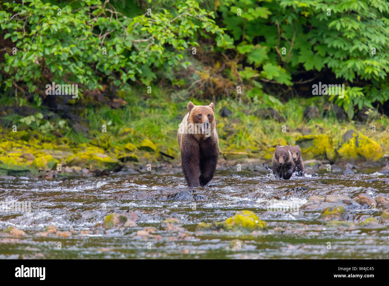 Orso grizzly seminare con i cuccioli su Chichagof Island, Tongass National Forest, Alaska. Foto Stock