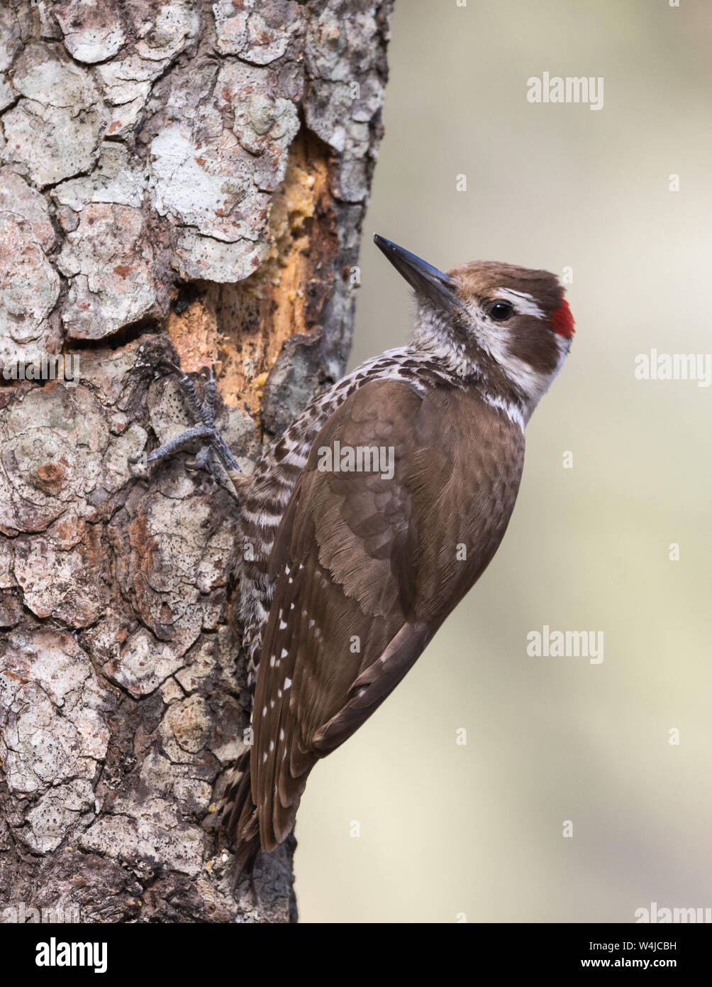 Un maschio Arizona Woodpecker in Arizona Foto Stock
