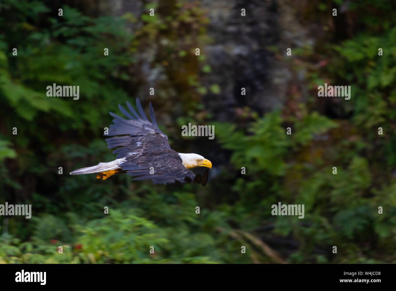 Aquila calva, Anan Creek Wildlife Visualizzazione Sito, Tongass National Forest, Alaska. Foto Stock