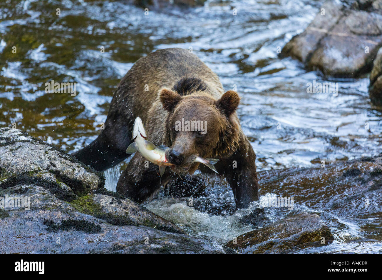 Orso grizzly pesca, Tongass National Forest, Alaska Foto Stock
