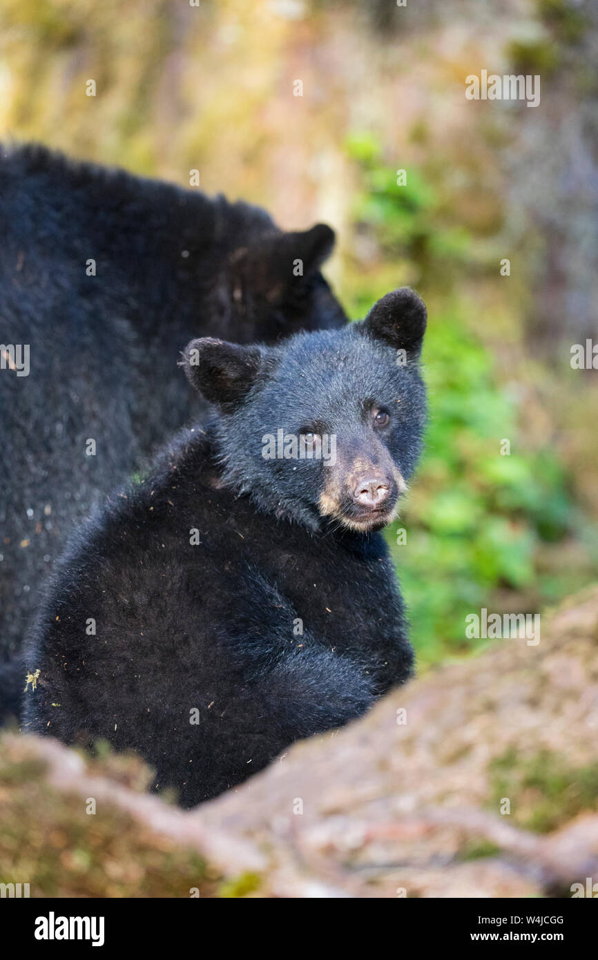 Black Bear Cub. Tongass National Forest, Alaska. Foto Stock