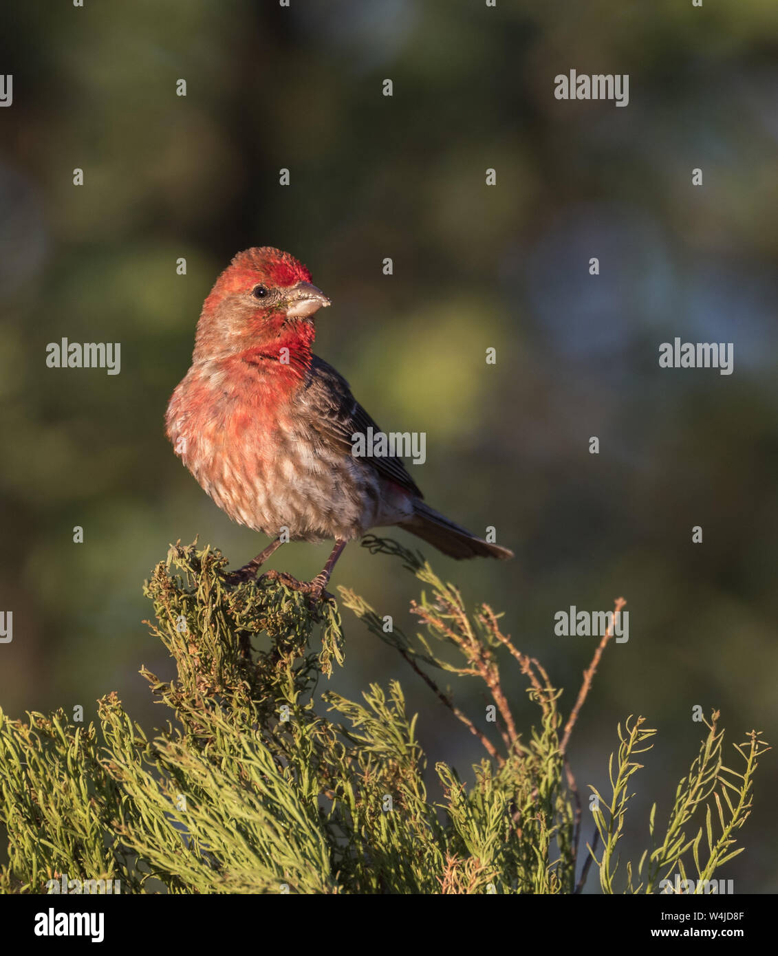 House Finch in Arizona Foto Stock