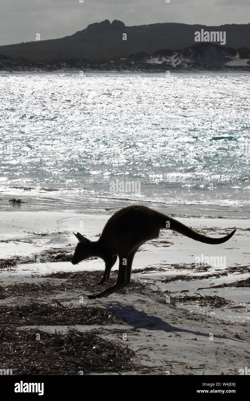 Kangaroo in silhouette in Lucky Bay a Cape Le Grand National Park in Australia Occidentale. Foto Stock