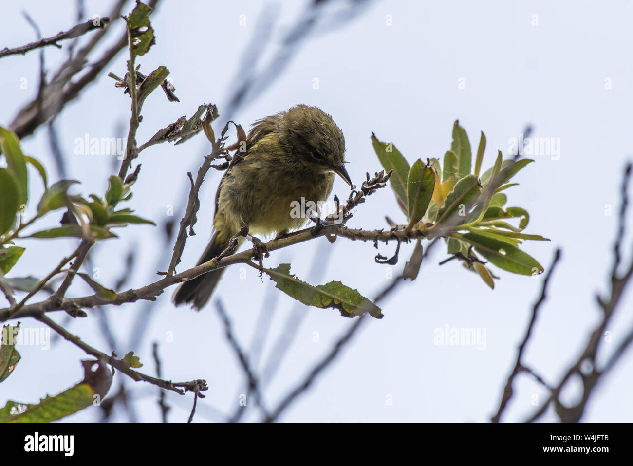 Sisken pino Finch appollaiato sulla natura ramo di albero con nuovi bug trovato in bocca mentre si alimenta. Foto Stock