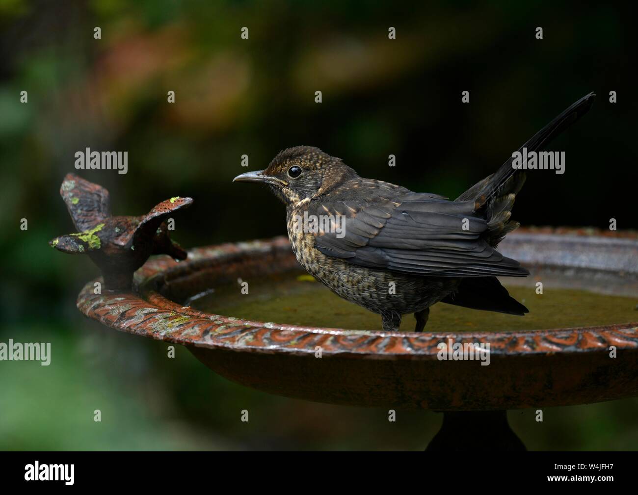 Tordo (Turdidae) bagni nella vasca di uccelli, Baden-Württemberg, Germania Foto Stock