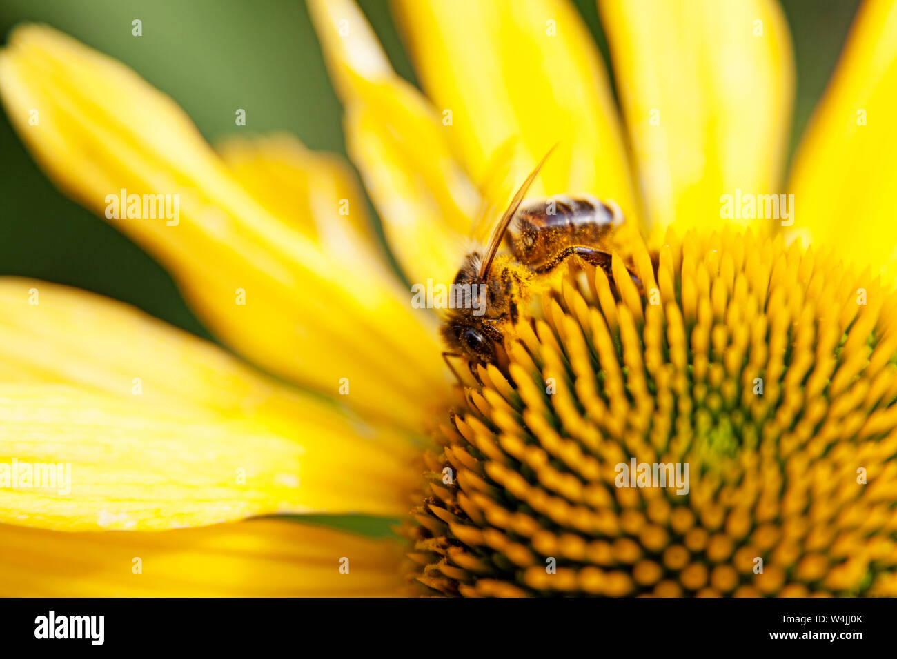Bee succhiare il nettare dal fiore giallo di Umea Foto Stock
