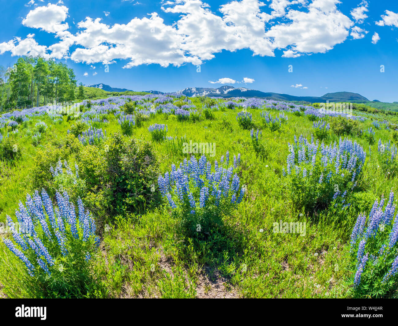 Lupino sul pendio di una collina, ultimo dollaro Road, County Road 58P, San Juan Mountains tra Ridgway e Telluride, Colorado. Foto Stock