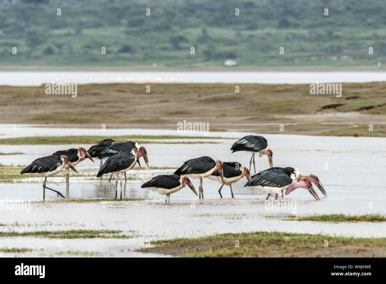 Marabou cicogne (Leptoptilos crumenifer) alimentazione in acqua poco profonda, Lago Ndutu, Serengeti, Tanzania Foto Stock