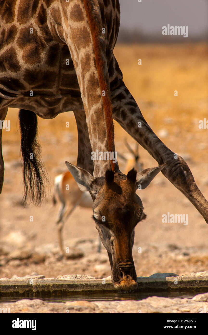 Giraffe bere alla Gemsbokvlakte Waterhole, il Parco Nazionale di Etosha, Namibia Foto Stock