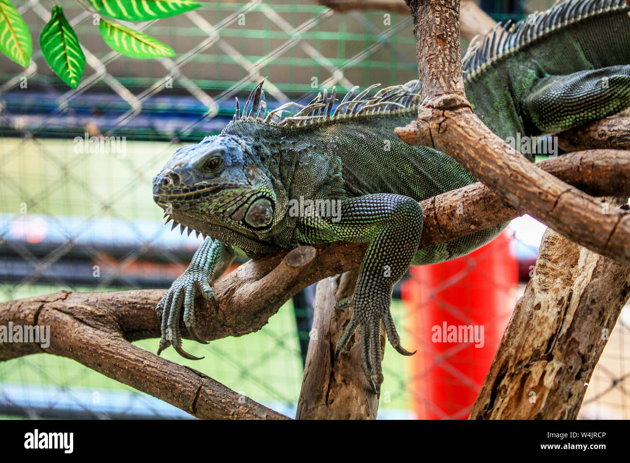 Un adulto verde, Iguana Iguana iguana, seduti in un albero a Chiang Mai zoo nel Nord della Thailandia. Foto Stock