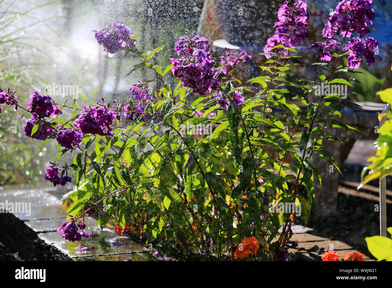 fiori bagnati Foto Stock