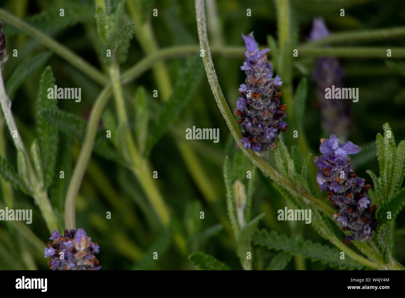 Fiori di lavanda in uno sfondo di colore verde Foto Stock