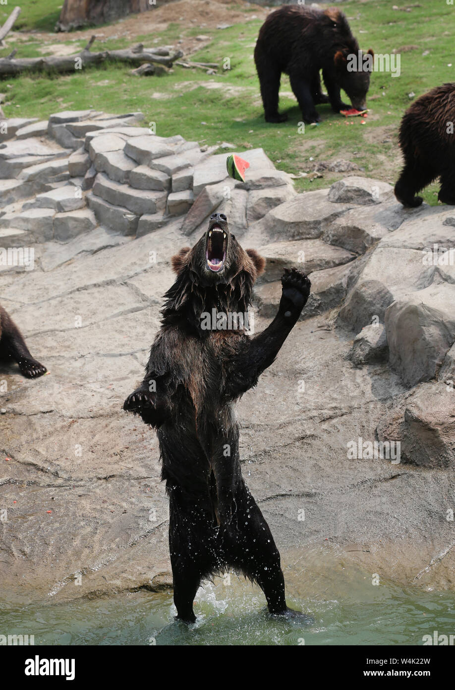 Jiangsu, Jiangsu, Cina. Il 24 luglio, 2019. Jiangsu, Cina-leoni, tigri amur e ippopotami raffreddare in acqua a nantong forest Wildlife Park in nantong, est cinese della provincia di Jiangsu, 23 luglio, 2019. Credito: SIPA Asia/ZUMA filo/Alamy Live News Foto Stock