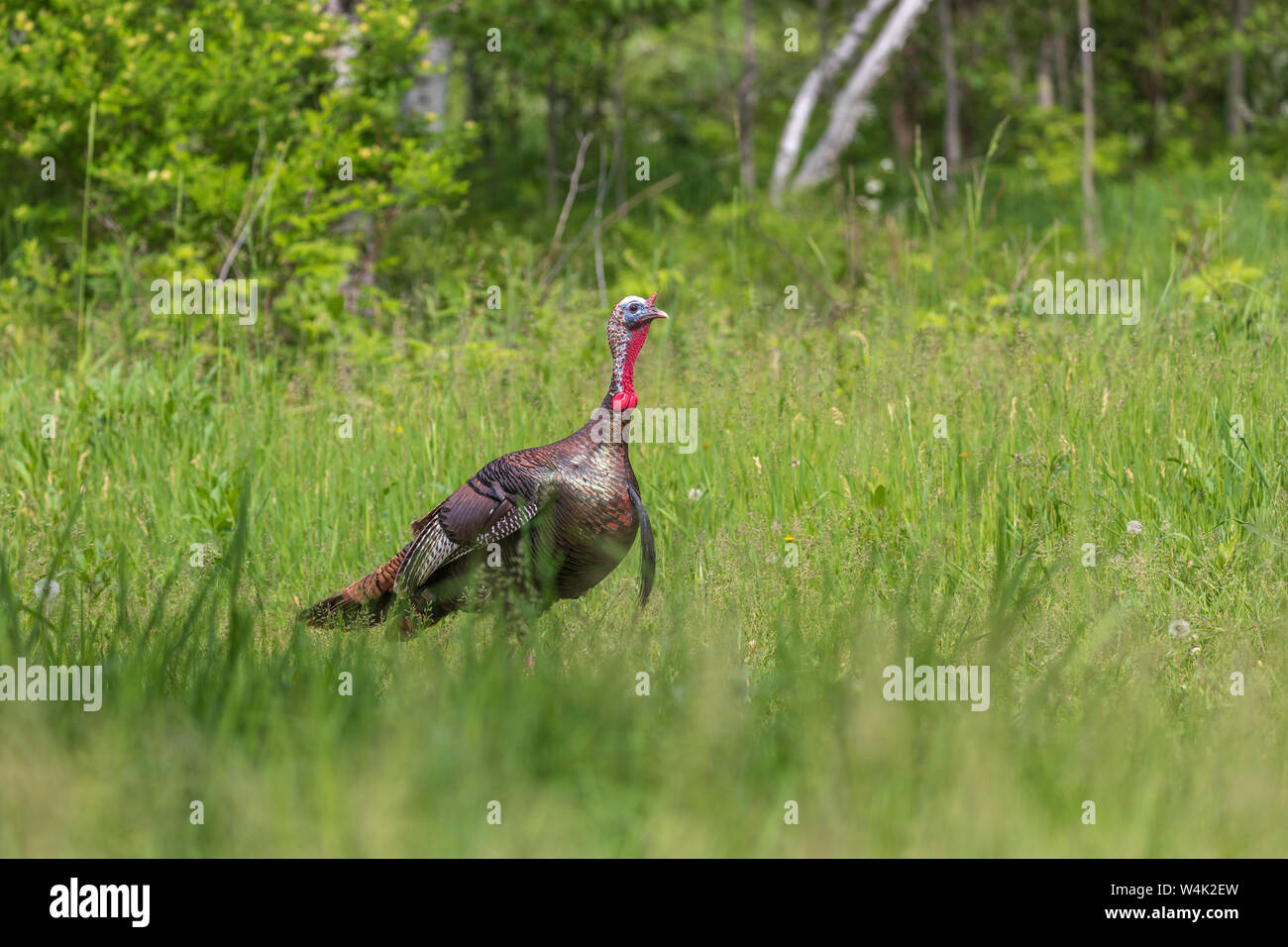 Tom turchia camminando in Wisconsin settentrionale prato. Foto Stock