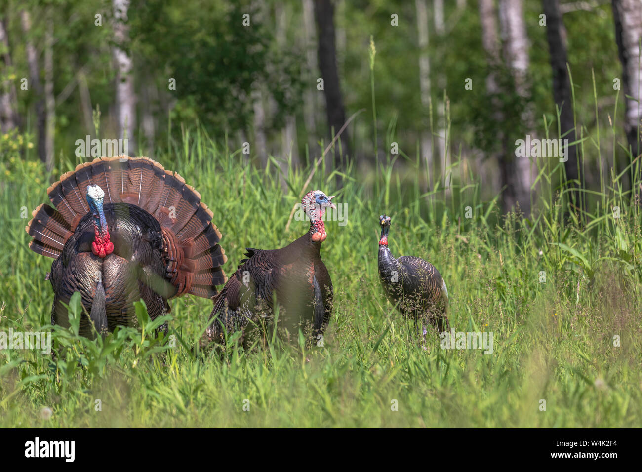 Tom tacchini strutting per una gallina decoy in Wisconsin settentrionale. Foto Stock