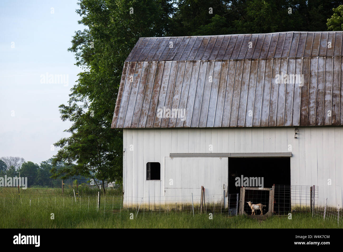 Un gate di aia di fotogrammi di una nana nigeriana di capra su un DeKalb County agriturismo vicino a Spencerville, Indiana, Stati Uniti d'America. Foto Stock