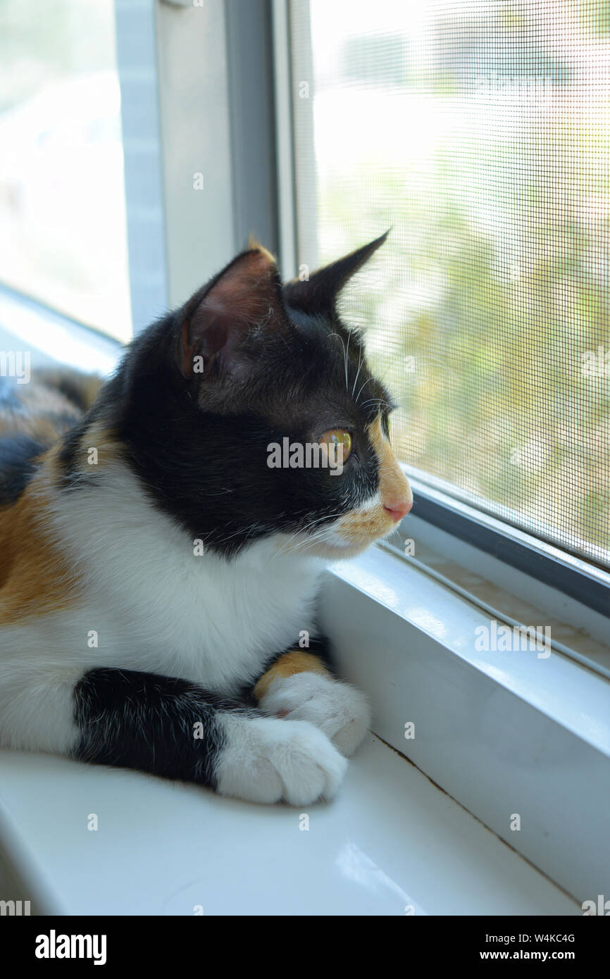 Nero-bianco-rosso gatto su un davanzale bianco guardando fuori dalla finestra Foto Stock
