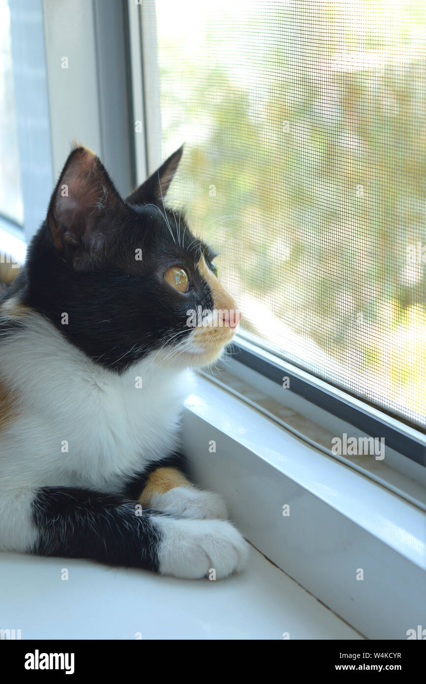 Nero-bianco-rosso gatto su un davanzale bianco guardando fuori dalla finestra Foto Stock