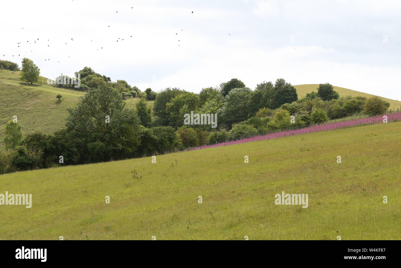Una bella estate panorama di colline Pegsdon, Bedfordshire, Regno Unito, come un grande gregge di uccelli volare attraverso. Foto Stock