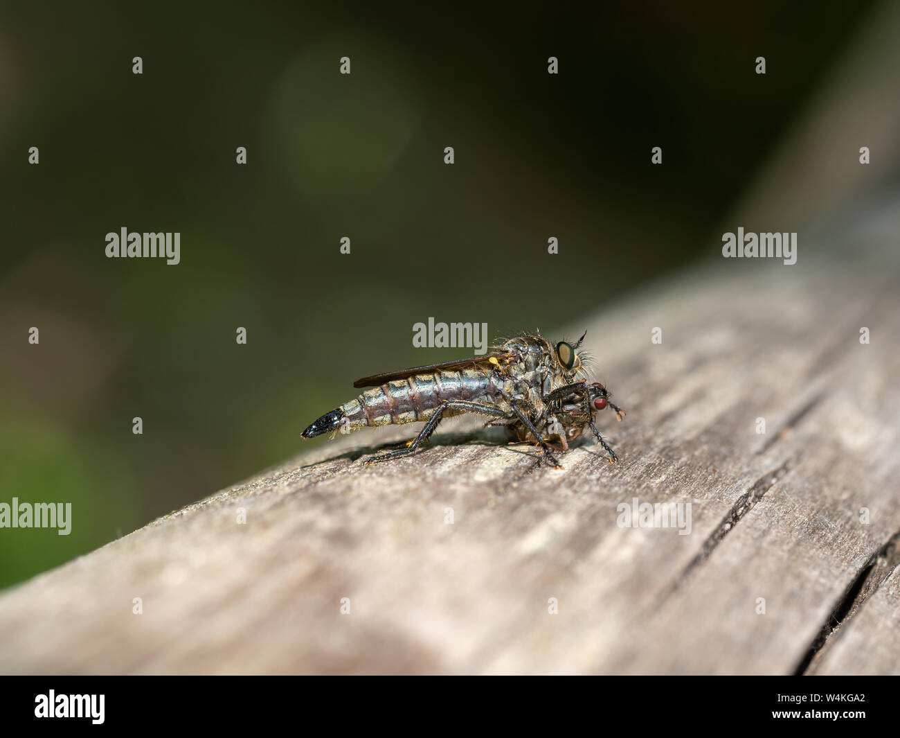 Robber fly , Asilidae, con la sua preda. Aka Assassin mosche. Foto Stock