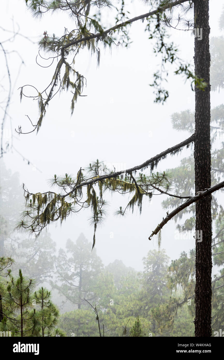 Muschio spagnolo, Tillandsia usneoides, appeso gli alberi su un nebbioso giorno creando un'atmosfera da brivido, nel Los Organos area di La Orotava, Tenerif Foto Stock