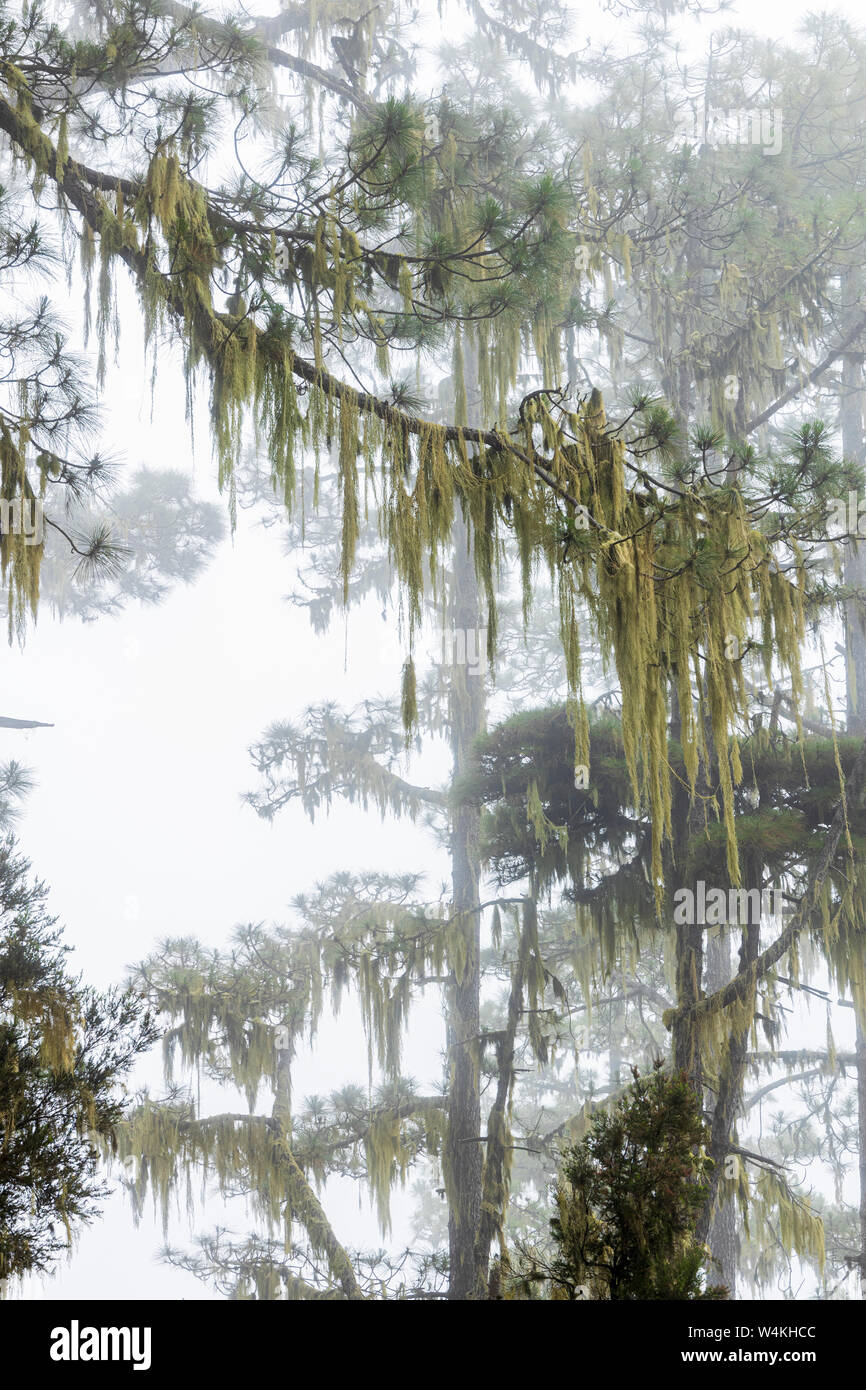 Muschio spagnolo, Tillandsia usneoides, appeso gli alberi su un nebbioso giorno creando un'atmosfera da brivido, nel Los Organos area di La Orotava, Tenerif Foto Stock