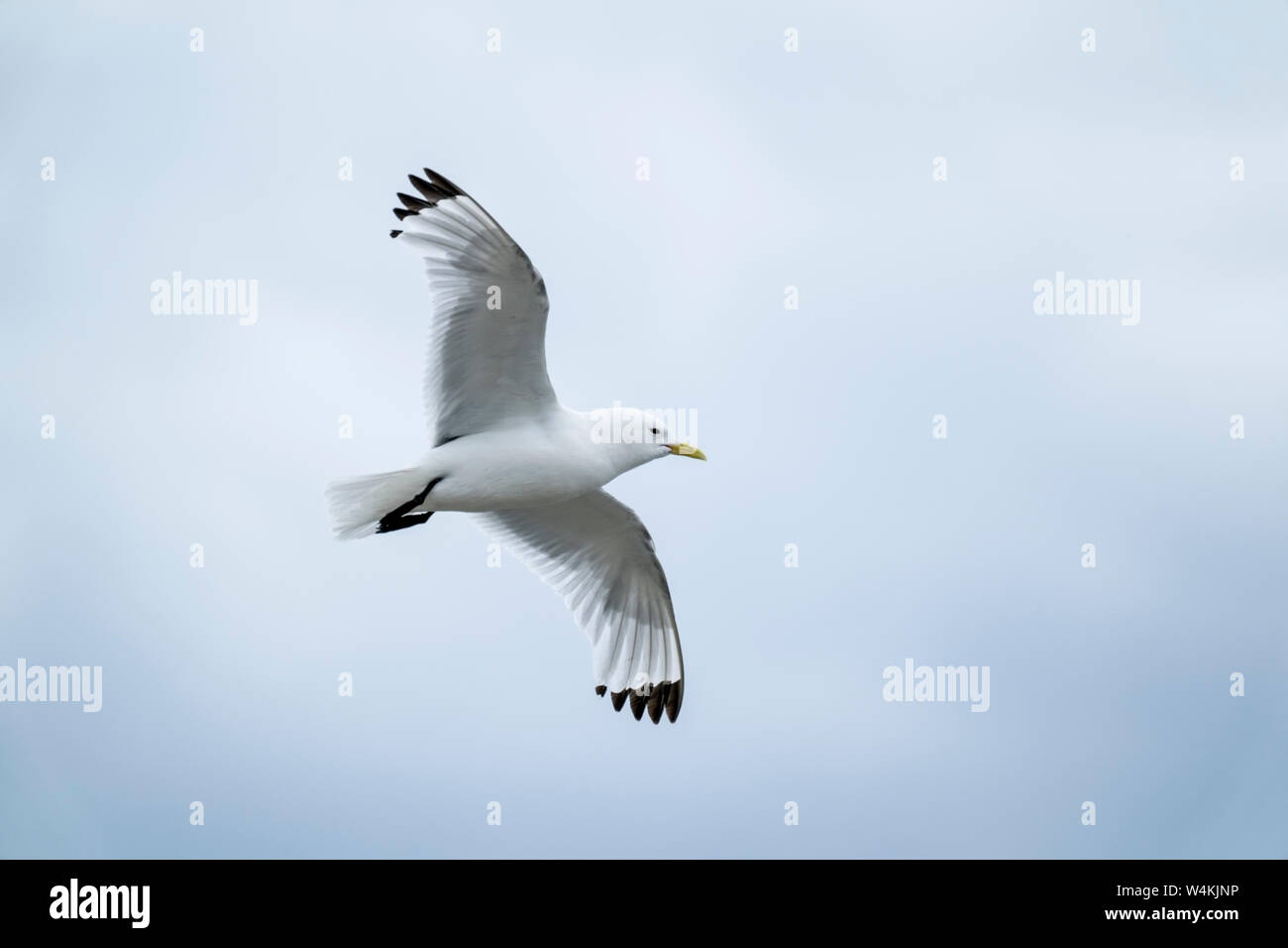 Nero-zampe (kittiwake Rissa tridactyla) adulto in volo di allevamento cliff, farne Isles, Northumberland, Inghilterra Foto Stock