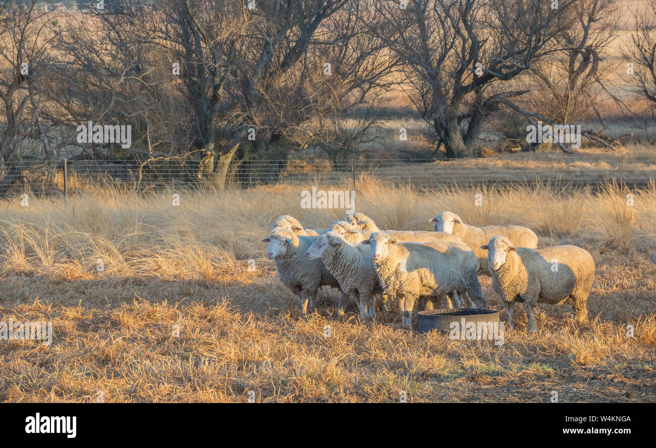 Pecore huddle insieme in corrispondenza di un punto di alimentazione su un inverni freddi mattina immagine in formato orizzontale Foto Stock