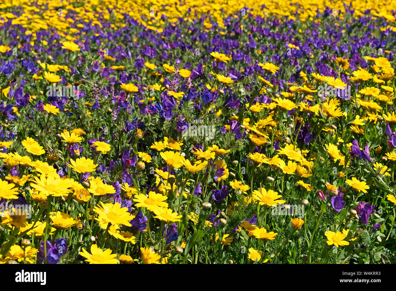 Prato wildfower fiori che sbocciano in estate il sole Foto Stock