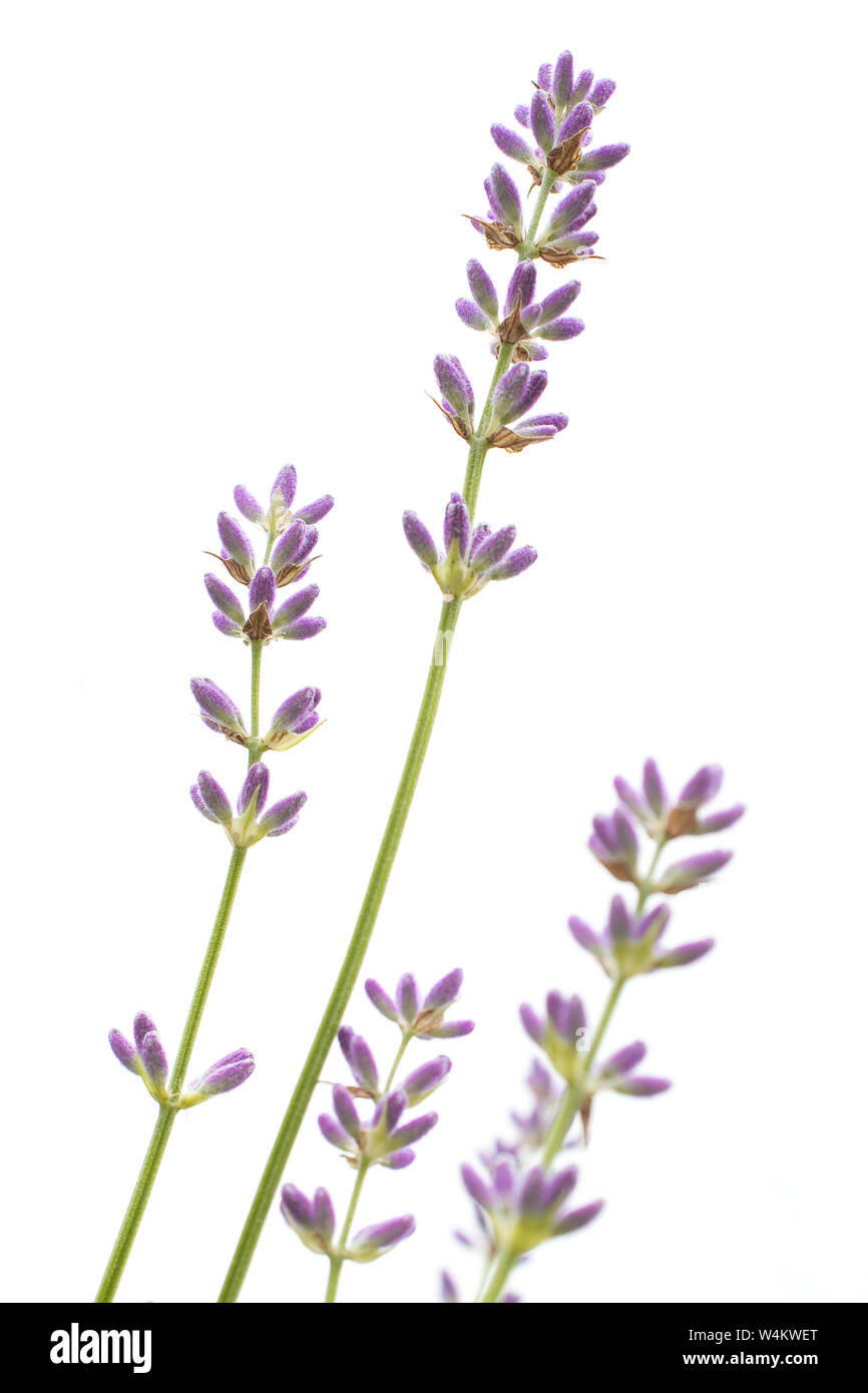 Lavanda (Lippenblütler) su sfondo bianco Foto Stock