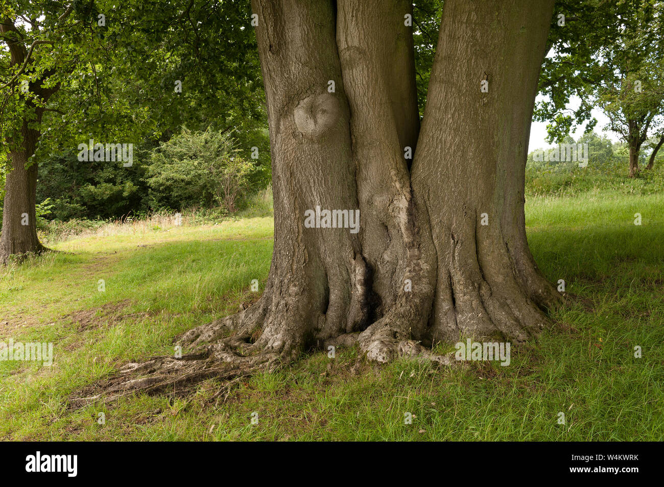 Vecchia coppia bolo di base comune, Faggio Fagus sylvatica, molti vecchi di secoli divisa e unita come tre tronchi di albero singolo in erba prato Foto Stock