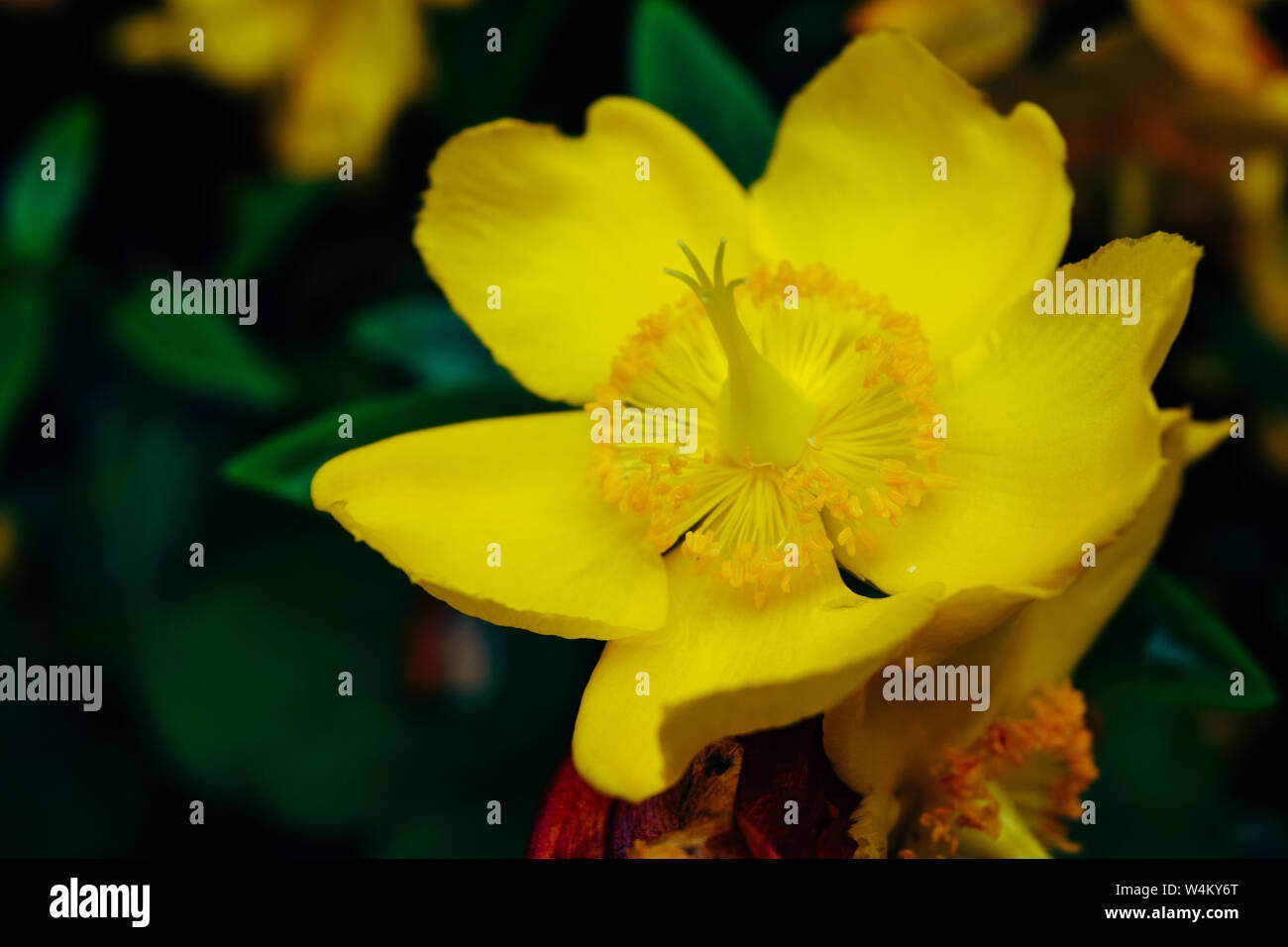 Hypericum Patulum 'Hidcote' in fiore Foto Stock