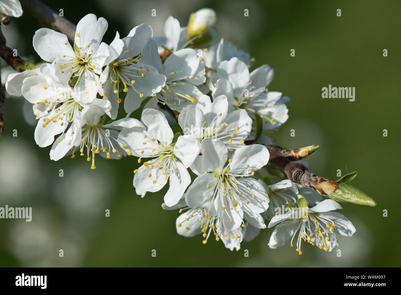 Fiori bianchi di Victoria prugna con antere, stami, di stile e di stigmatizzazione, con foglie il dispiegamento in primavera, aprile Foto Stock