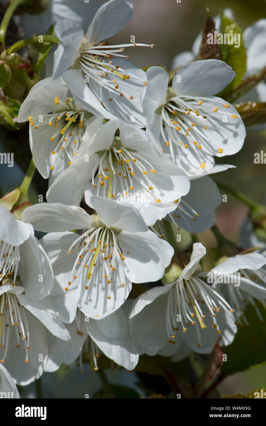 Fiori bianchi di Victoria prugna con antere, stami, di stile e di stigmatizzazione, con foglie il dispiegamento in primavera, aprile Foto Stock